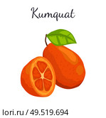 Kumquat exotic juicy fruit whole and cut vector isolated, citrus with leaf. Tropical edible food, dieting illustration, vegetarian icon full of vitamins. Kumquat Exotic Juicy Fruit Vector Isolated Citrus. Стоковая иллюстрация, агентство Ingram Publishing / Фотобанк Лори