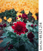 Close up of red chrysanthemums buds flowering in the garden. Blooming autumn flowers nature background. Vertical shot with blossoming crimson color chrysanths. Стоковое фото, агентство Ingram Publishing / Фотобанк Лори