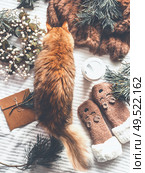 Ginger cat examines winter things : fir  branches, funny kitten socks,wreath, fur blanket. Cozy winter concept. Sweet home scene. Top view. Christmas joy. Insta style. Modern. Стоковое фото, агентство Ingram Publishing / Фотобанк Лори