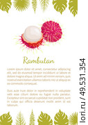 Rambutan exotic juicy stone fruit vector poster with text sample and palm leaves. Dieting vector vegetarian icon, related to edible tropical fruits lychee, longan, and mamoncillo. Rambutan Exotic Juicy Fruit Vector Isolated Icon. Стоковая иллюстрация, агентство Ingram Publishing / Фотобанк Лори