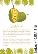 Jackfruit exotic juicy stone fruit vector poster text sample and palm leaves. Jack tree, fenne, jakfruit or jak. Fig, mulberry tropical edible food. Jackfruit Exotic Juicy Stone Fruit Vector Poster. Стоковая иллюстрация, агентство Ingram Publishing / Фотобанк Лори