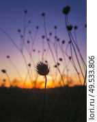 Close up autumn steppe nature, dry thorn thistle of Field scabious flowers shrub (Knautia arvensis) against sunset background with golden and purple colors. Tiny wildflowers still life vertical shot. Стоковое фото, агентство Ingram Publishing / Фотобанк Лори