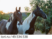two piebald Marwari mares at garden background. Authentic indian brewed. Gujarat, India. Стоковое фото, агентство Ingram Publishing / Фотобанк Лори