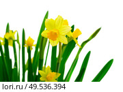 Yellow daffodil flowers with green leaves isolated on white background. Yellow daffodil flowers. Стоковое фото, агентство Ingram Publishing / Фотобанк Лори
