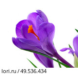 One blue crocuses flower close up isolated on white background. Blue crocuses flowers. Стоковое фото, агентство Ingram Publishing / Фотобанк Лори