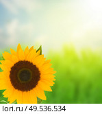 one beautiful bright sunflower in sunny day. one beautiful bight sunflower. Стоковое фото, агентство Ingram Publishing / Фотобанк Лори