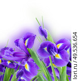 fresh blue  irises flowers   isolated on white background. fresh blue irise flowers. Стоковое фото, агентство Ingram Publishing / Фотобанк Лори