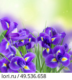 fresh blue irises flowers on green bokeh background. fresh blue irise flowers. Стоковое фото, агентство Ingram Publishing / Фотобанк Лори