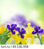 spring yellow daffodils and blue irise on green garden background. spring narcissus and irise. Стоковое фото, агентство Ingram Publishing / Фотобанк Лори