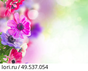 fresh anemone flowers over green garden background with copy space. anemone flowers in garden. Стоковое фото, агентство Ingram Publishing / Фотобанк Лори