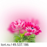 two pink anemone flowers isolated on white . pink anemone flowers . Стоковое фото, агентство Ingram Publishing / Фотобанк Лори