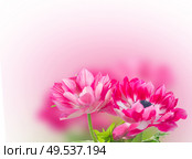 two pink anemone flowers isolated on white . pink anemone flowers . Стоковое фото, агентство Ingram Publishing / Фотобанк Лори