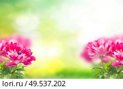 pink anemone flowers on green garden background with copy space. pink anemone flowers. Стоковое фото, агентство Ingram Publishing / Фотобанк Лори