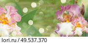 Booming irises in green garden with sun bokeh. Booming irises. Стоковое фото, агентство Ingram Publishing / Фотобанк Лори
