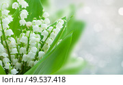 lilly of the valley flowers on gray bokeh banner with copy space. lilly of the valley flowers. Стоковое фото, агентство Ingram Publishing / Фотобанк Лори