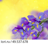 irises frame on bright golden bokeh background. bouquet of irises. Стоковое фото, агентство Ingram Publishing / Фотобанк Лори