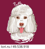 A vector illustration of Poodle Painting Poster. Стоковая иллюстрация, агентство Ingram Publishing / Фотобанк Лори
