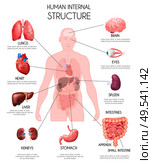 Realistic human internal organs infographics white background with lungs heard liver kidneys brain eyes spleen intestines descriptions vector illustration. Стоковая иллюстрация, агентство Ingram Publishing / Фотобанк Лори