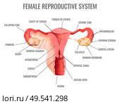 Female reproductive system and its main parts on white background realistic vector illustration. Стоковая иллюстрация, агентство Ingram Publishing / Фотобанк Лори