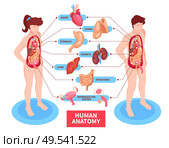 Human anatomy poster with heart and reproductive system isometric vector illustration. Стоковая иллюстрация, агентство Ingram Publishing / Фотобанк Лори