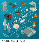 Isometric poultry farm flowchart composition with images of farm animals with worker characters feeders and incubators vector illustration. Стоковая иллюстрация, агентство Ingram Publishing / Фотобанк Лори