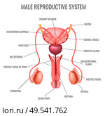 Realistic male reproductive system and its parts labelled on white background vector illustration. Стоковая иллюстрация, агентство Ingram Publishing / Фотобанк Лори