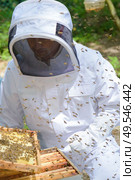Man removing tray from beehive. Стоковое фото, агентство Ingram Publishing / Фотобанк Лори