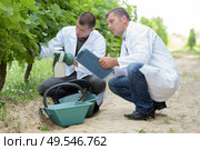 two vineyard workers inspecting growing grapes on the vine. Стоковое фото, агентство Ingram Publishing / Фотобанк Лори