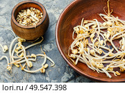 Dry moong dal usal and sprouted green gram spicy usal. Sprout whole mung dal. Стоковое фото, агентство Ingram Publishing / Фотобанк Лори