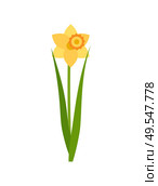 Flower of yellow color vector, isolated icon of daffodil. Floral decoration, greeting for holidays, blossom with foliage, green leaves and frondage. Daffodil Flower with Green Stable and Foliage. Стоковая иллюстрация, агентство Ingram Publishing / Фотобанк Лори