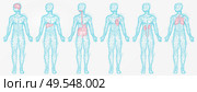Polygonal human profiles vector, set of isolated bodies with colored body parts. Liver and kidney, lungs and brain, digestive system, silhouettes in blue. Polygonal Human Profiles of Person Isolated Set. Стоковая иллюстрация, агентство Ingram Publishing / Фотобанк Лори