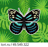 Tropical decoration, leaves of palm and monstera plant vector. Blue butterfly with antennae, insect winged creature with ornaments, sitting on foliage. Butterfly of Blue Color, Palm Leaves and Branches. Стоковая иллюстрация, агентство Ingram Publishing / Фотобанк Лори