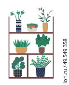 Greenhouse shelf with flowers in pots vector, vase with flora decor flat style. Growth of plants, houseplants in orangery, calla in vase bouquet set. Calla Flower Planted in Pot, Shelf of Greenhouse. Стоковая иллюстрация, агентство Ingram Publishing / Фотобанк Лори