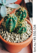 Beautiful close up of a little cactus. Стоковое фото, агентство Ingram Publishing / Фотобанк Лори