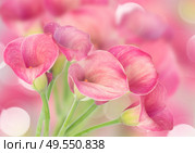 Pink Calla lilly flowers on defocused bokeh background. Calla lilly. Стоковое фото, агентство Ingram Publishing / Фотобанк Лори