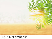 Summer beach with sea, palms leaves and sunshine, toned. Summer beach with palms. Стоковое фото, агентство Ingram Publishing / Фотобанк Лори