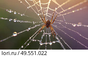 A beautiful spider and a web decorated with dew drops that shimmer in the sun, creating a glow effect. The background of the image is blurred, in a warm golden pink color scheme. Стоковое AI-изображение, AI-художник Photojuli / Фотобанк Лори