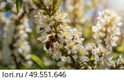 A bee collecting nectar on a blooming apple tree in close-up. Macro photography. Natural food. The disappearance of bees. Стоковое AI-изображение, AI-художник Photojuli / Фотобанк Лори