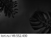 Minamalist black summer flat lay scenery with tropical leaves on plain background with copy space. Summer flat lay scenery. Стоковое фото, агентство Ingram Publishing / Фотобанк Лори