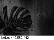 Minamalist black summer flat lay scenery with mostera leaf on wooden background with copy space. Summer flat lay scenery. Стоковое фото, агентство Ingram Publishing / Фотобанк Лори