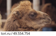 Young bactrian camel standing among adult camels in farm enclosure. Стоковое видео, видеограф Дмитрий Наумов / Фотобанк Лори