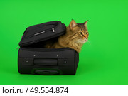 Fluffy cat sitting inside black travel bag on green background. Funny travel or pet concept, curious expression, clean studio shot. Ideal for advertising, meme or design use. Copy space. Banner. Стоковое AI-изображение, AI-художник Евгений Демидюк / Фотобанк Лори