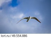 Черноголовая чайка (Ichthyaetus melanocephalus) в зимнем оперении летит на фоне облаков. Стоковое фото, фотограф Александр Ермулин / Фотобанк Лори
