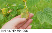 Currant and gooseberry leaf spot. Curling puckering sick blister leaves close-up. Small, dark yellow orange spots on the plant. Puckered blistered leaves distorted by aphids. Yellowish green foliage. Стоковое видео, видеограф Марина Демидюк / Фотобанк Лори