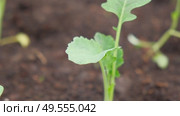 White cabbage seedlings. Young saplings of broccoli and cauliflower close-up grows in a garden bed ground soil. Planting in the vegetable garden. Organic green fresh Kale sprout having germinated. Стоковое видео, видеограф Марина Демидюк / Фотобанк Лори
