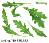 Arugula, garden rocket salad vegetable. 3d realistic food illustration. Vector objects. Стоковая иллюстрация, агентство Ingram Publishing / Фотобанк Лори