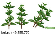 Thymus vulgaris, thyme aromatic herbs. 3d realistic food illustration. Vector object. Стоковая иллюстрация, агентство Ingram Publishing / Фотобанк Лори