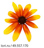 Colorful yellow echinacea isolated on white background. Vector Illustration. EPS10. Colorful yellow echinacea isolated on white background. Vector Illustration. Стоковая иллюстрация, агентство Ingram Publishing / Фотобанк Лори