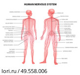 Human male female body central and peripheral nervous system realistic physiology educative chart anatomical terminology vector illustration. Стоковая иллюстрация, агентство Ingram Publishing / Фотобанк Лори