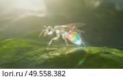 A bug is on a leaf and the sunlight is shining on it. Стоковое AI-видео, аниматор Виктория Кольцова / Фотобанк Лори